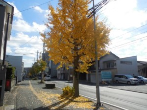 校内の木々も紅葉の盛りです