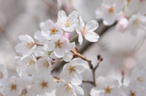 校庭の桜も満開です