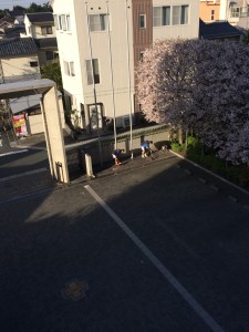 桜の木の下で