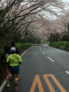 佐鳴湖畔１周６kmコースでの練習風景。桜のトンネルは見事でした。