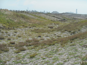 砂丘が草原に